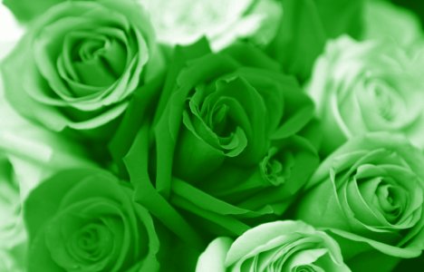 green-valentines-day-roses.jpg